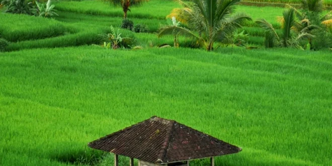 Jokowi